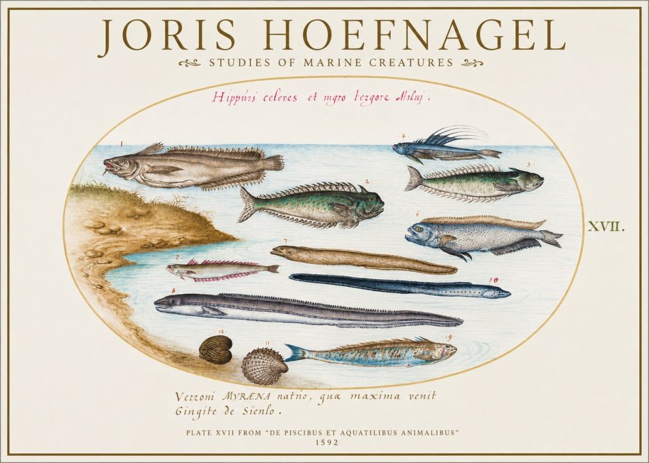 Joris Hoefnagel Plate Xvii from "De Piscibus Et Aquatilibus Animalibus" No1 - Affiche