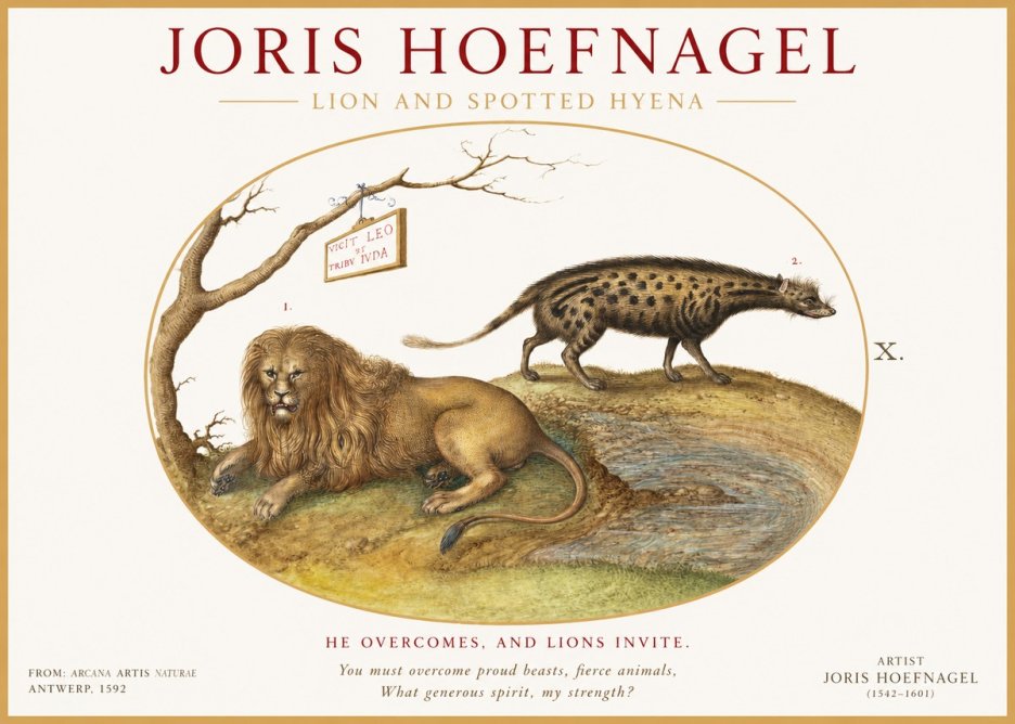 Joris Hoefnagel Lion and Spotted Hyena No1 - Affiche