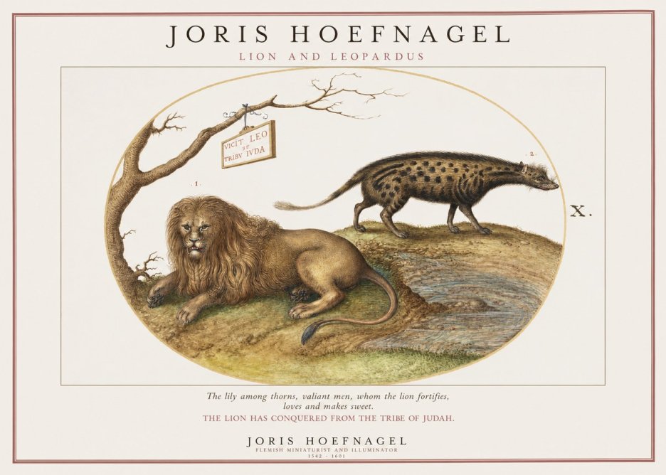 Joris Hoefnagel Lion and Spotted Hyena No2 - Affiche