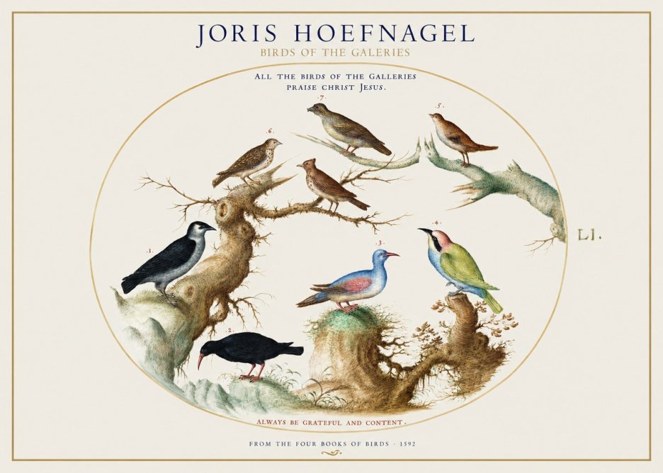 Joris Hoefnagel Birds of the Galeries No1 - Affiche