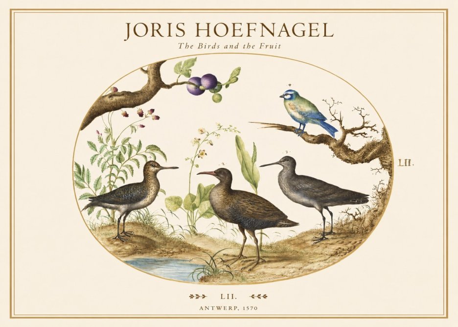Joris Hoefnagel The Birds and the Fruit No1 - Affiche