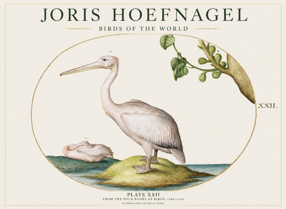 Joris Hoefnagel Plate Xxii No1 - Affiche