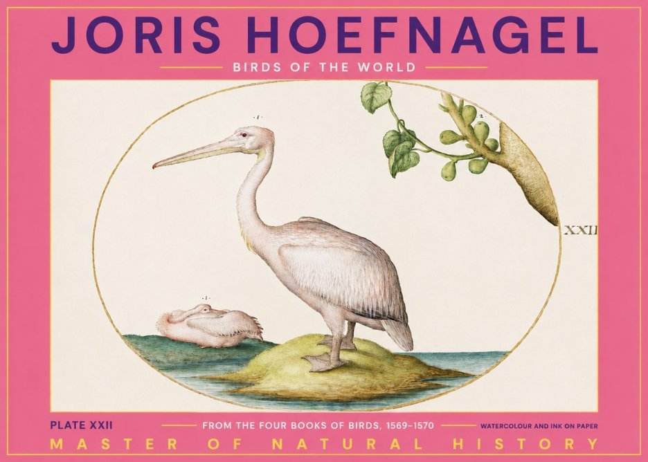 Joris Hoefnagel Plate Xxii No2 - Affiche
