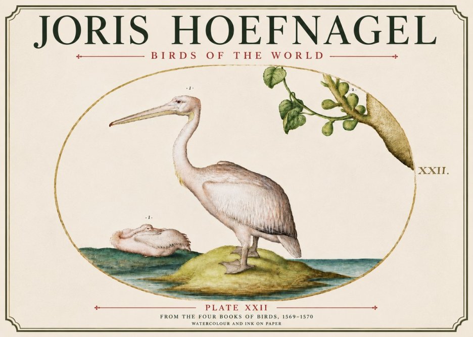 Joris Hoefnagel Plate Xxii No6 - Affiche