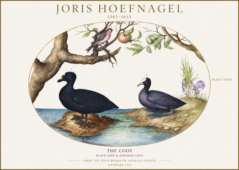 Joris Hoefnagel The Coot No1 - Affiche