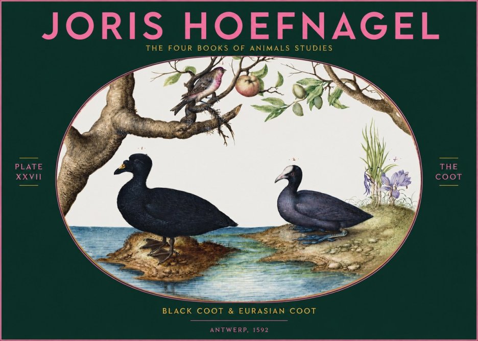 Joris Hoefnagel The Coot No2 - Affiche