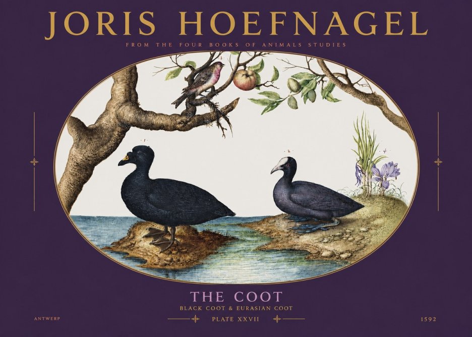 Joris Hoefnagel The Coot No3 - Affiche