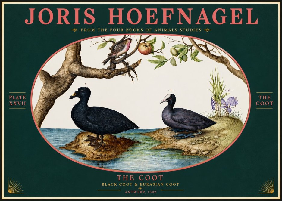 Joris Hoefnagel The Coot No4 - Affiche