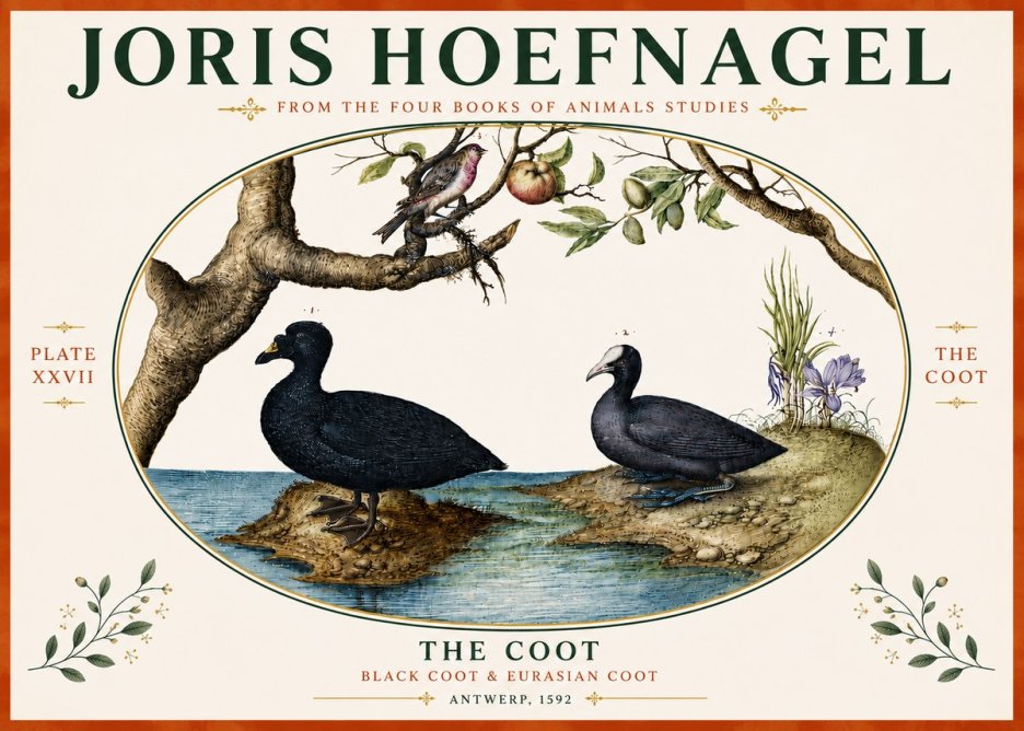Joris Hoefnagel The Coot No5 - Affiche