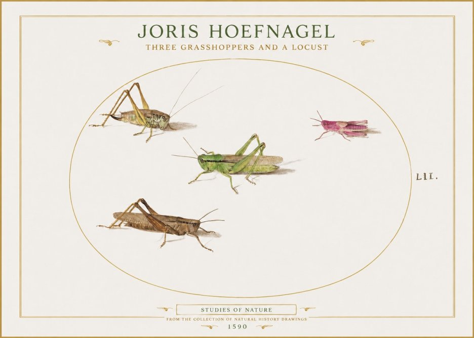 Joris Hoefnagel Three Grasshoppers and a Locust No1 - Affiche