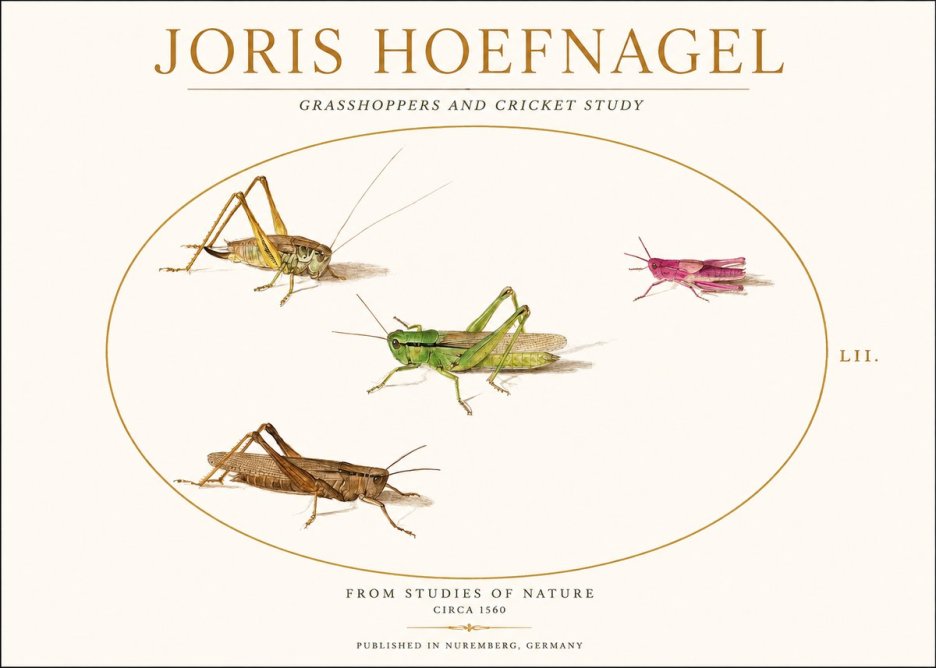 Joris Hoefnagel Three Grasshoppers and a Locust No2 - Affiche