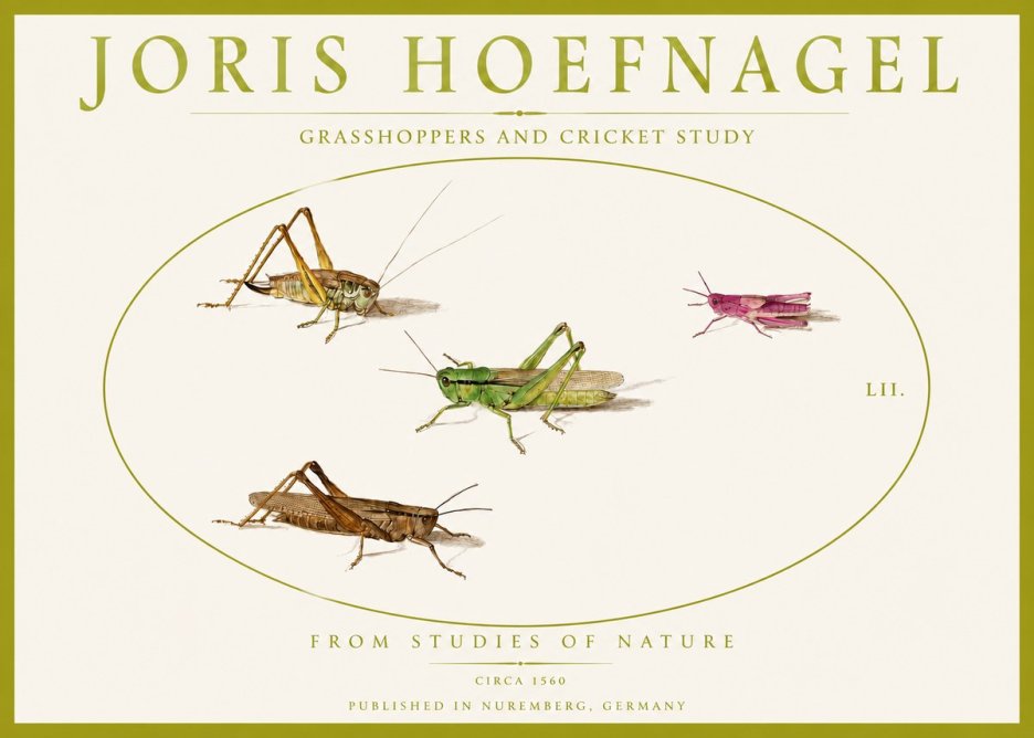 Joris Hoefnagel Three Grasshoppers and a Locust No5 - Affiche