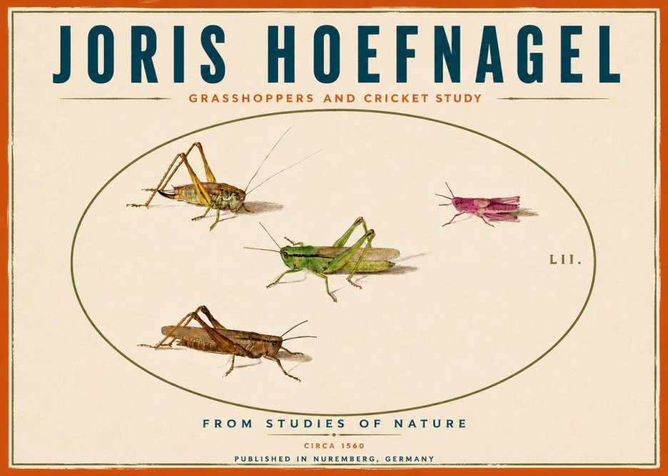 Joris Hoefnagel Three Grasshoppers and a Locust No6 - Affiche