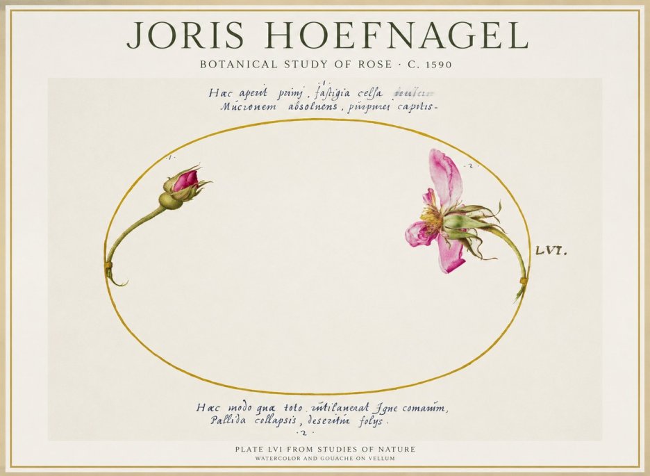 Joris Hoefnagel Botanical Study of Rose No1 - Affiche