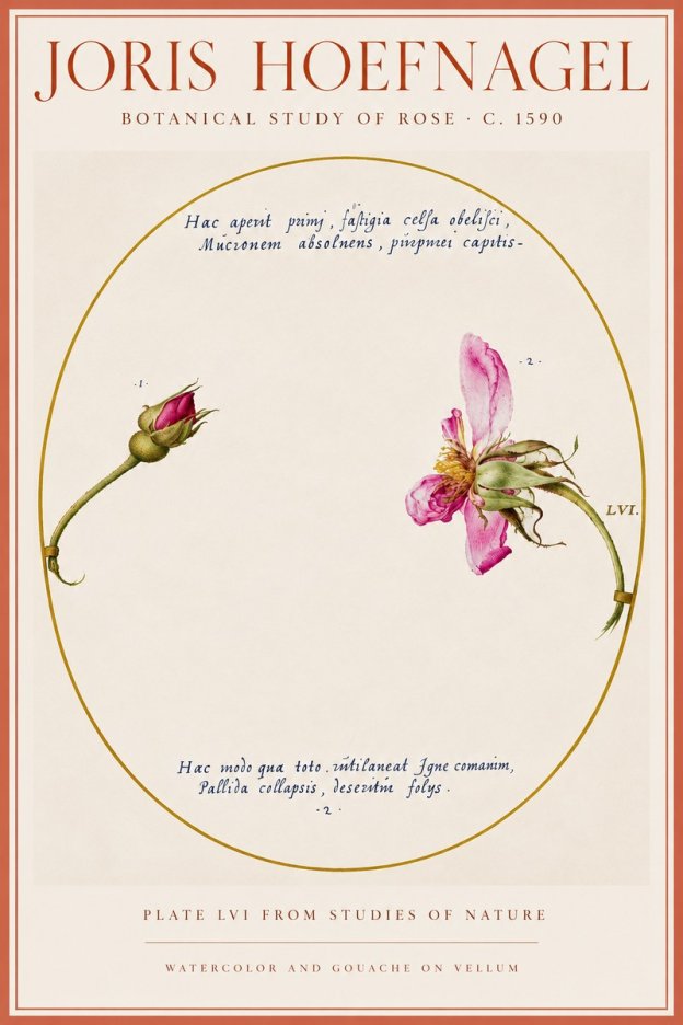 Joris Hoefnagel Botanical Study of Rose No5 - Affiche