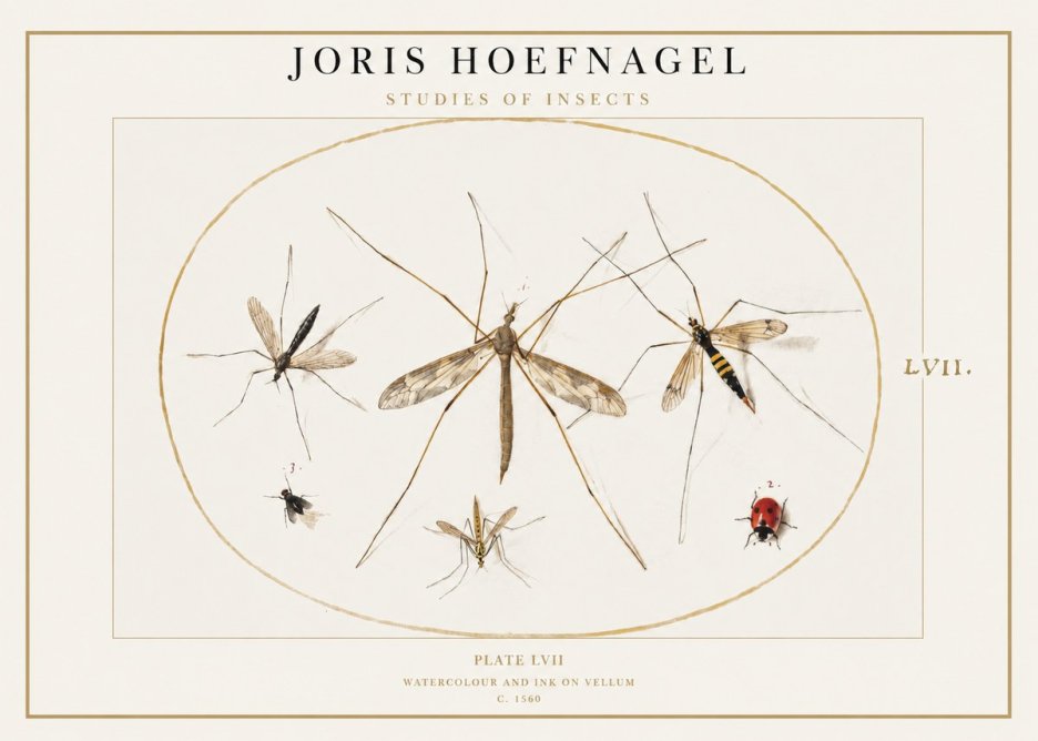 Joris Hoefnagel Studies of Insects II No1 - Affiche