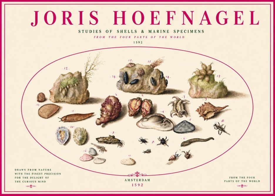 Joris Hoefnagel Studies of Shells & Marine Specimens No3 - Affiche