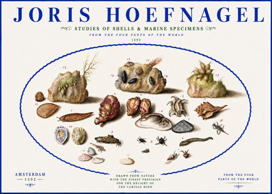 Joris Hoefnagel Studies of Shells & Marine Specimens No5 - Affiche