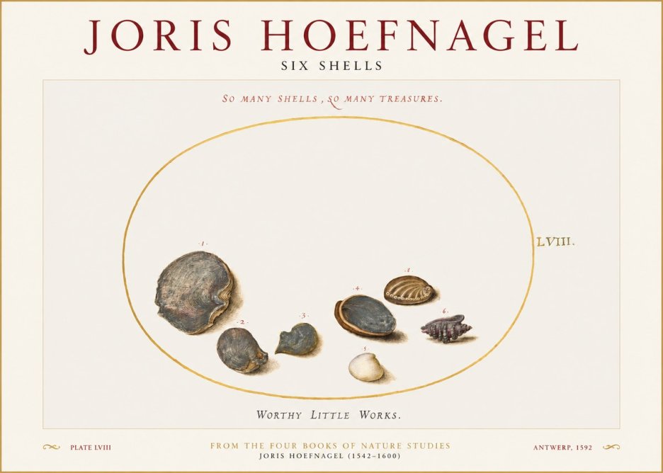 Joris Hoefnagel Six Shells No1 - Affiche