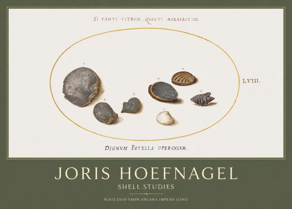 Joris Hoefnagel Six Shells No5 - Affiche
