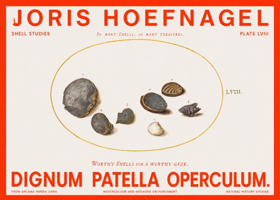 Joris Hoefnagel Six Shells No6 - Affiche