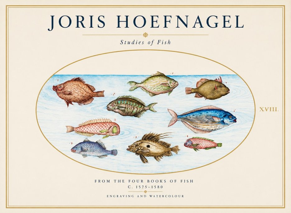 Joris Hoefnagel Studies of Fish I No1 - Affiche