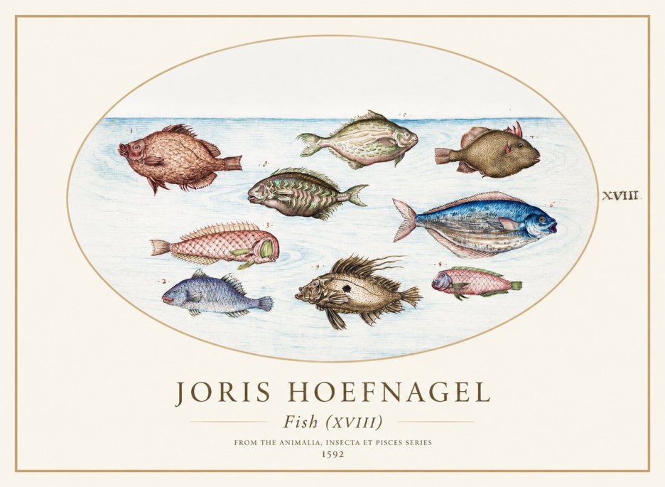 Joris Hoefnagel Studies of Fish I No2 - Affiche