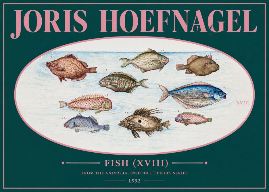Joris Hoefnagel Studies of Fish I No3 - Affiche