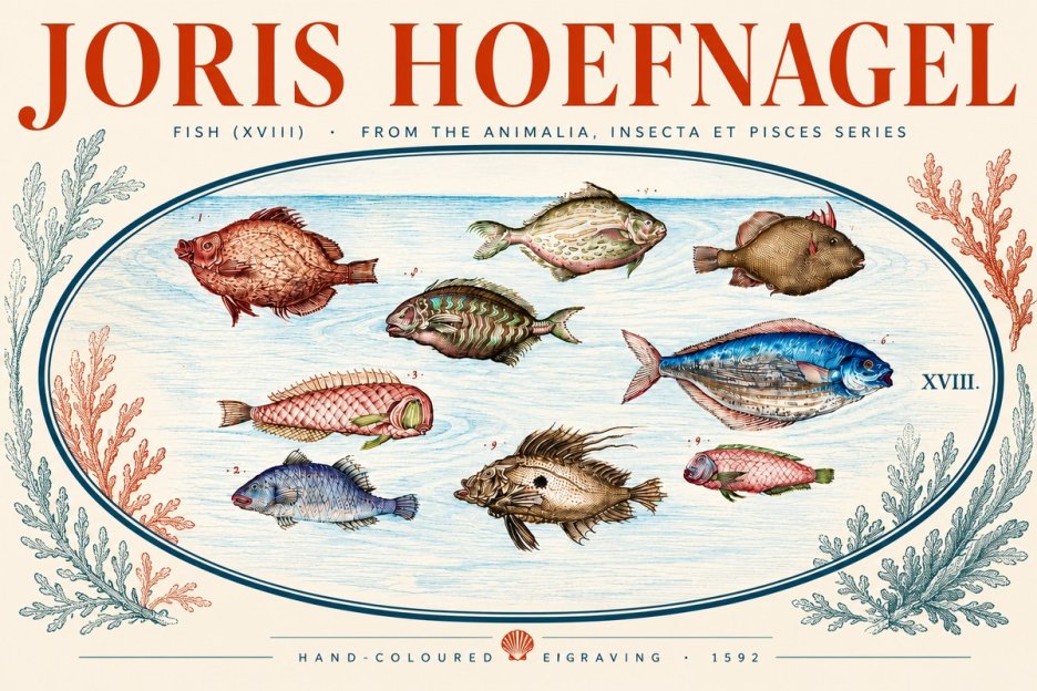 Joris Hoefnagel Studies of Fish I No5 - Affiche