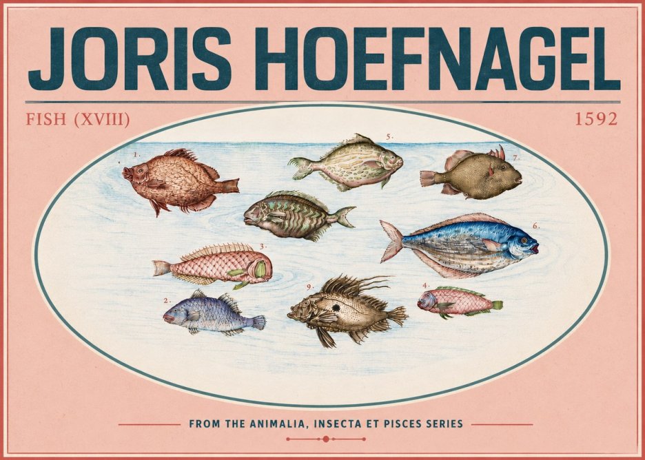 Joris Hoefnagel Studies of Fish I No6 - Affiche