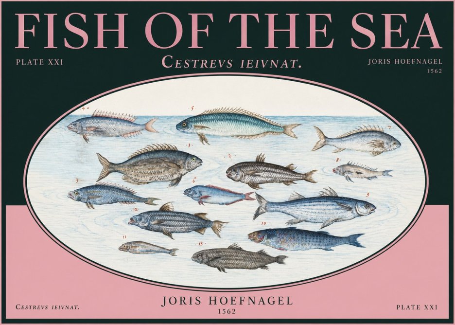 Joris Hoefnagel Fish of the Sea - Cestrevs Ieivnat. Plate Xxi No2 - Affiche