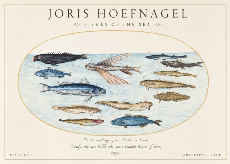 Joris Hoefnagel Fishes of the Sea I No1 - Affiche