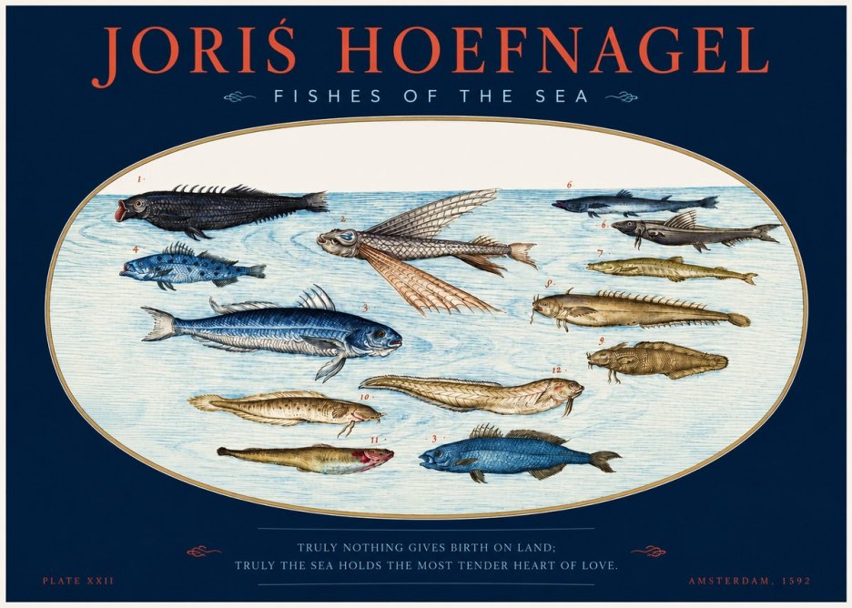 Joris Hoefnagel Fishes of the Sea I No2 - Affiche