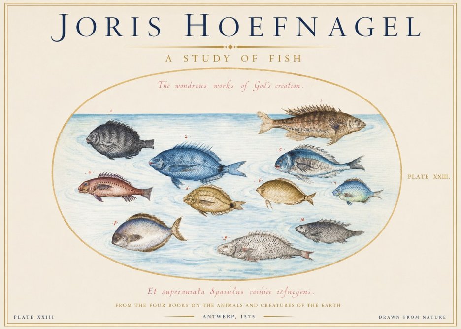 Joris Hoefnagel A Study of Fish No1 - Affiche
