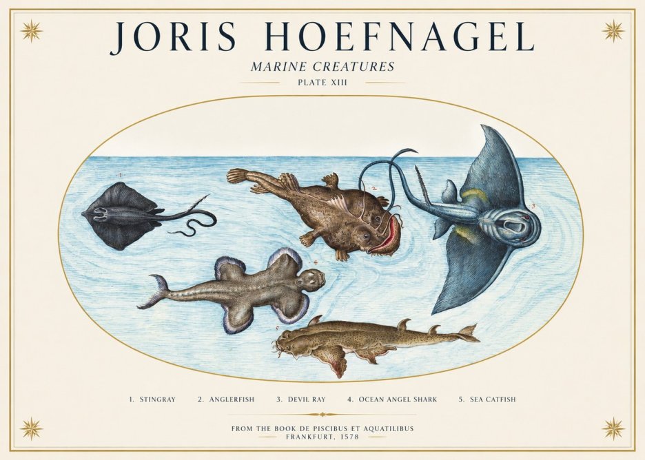 Joris Hoefnagel Marine Creatures Plate Xiii No1 - Affiche