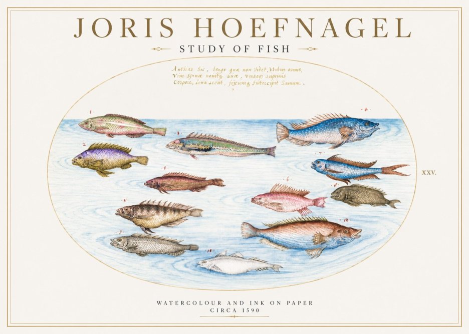 Joris Hoefnagel Study of Fish No2 - Affiche