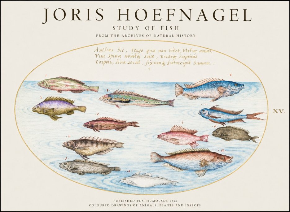 Joris Hoefnagel Study of Fish No3 - Affiche