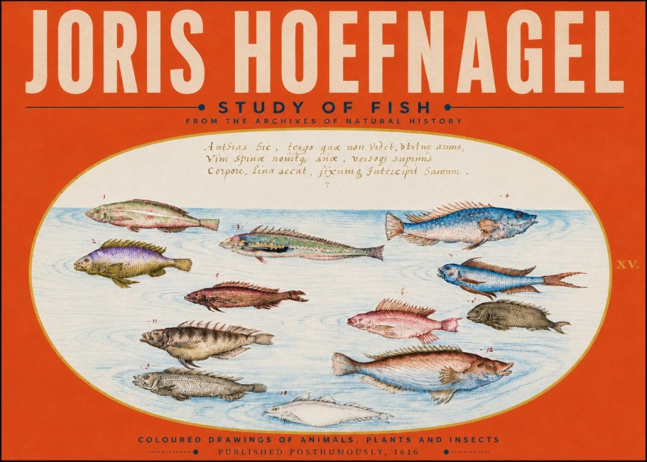 Joris Hoefnagel Study of Fish No5 - Affiche