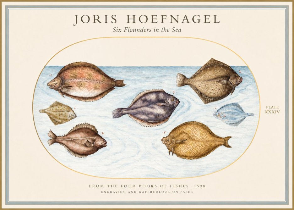 Joris Hoefnagel Six Flounders in the Sea No1 - Affiche