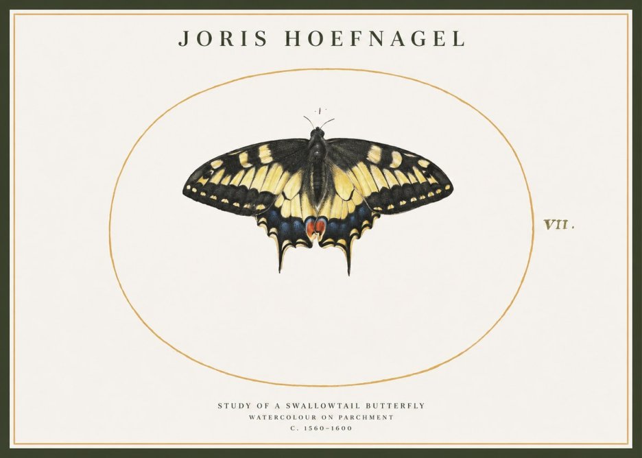 Joris Hoefnagel Study of a Swallowtail Butterfly No1 - Affiche