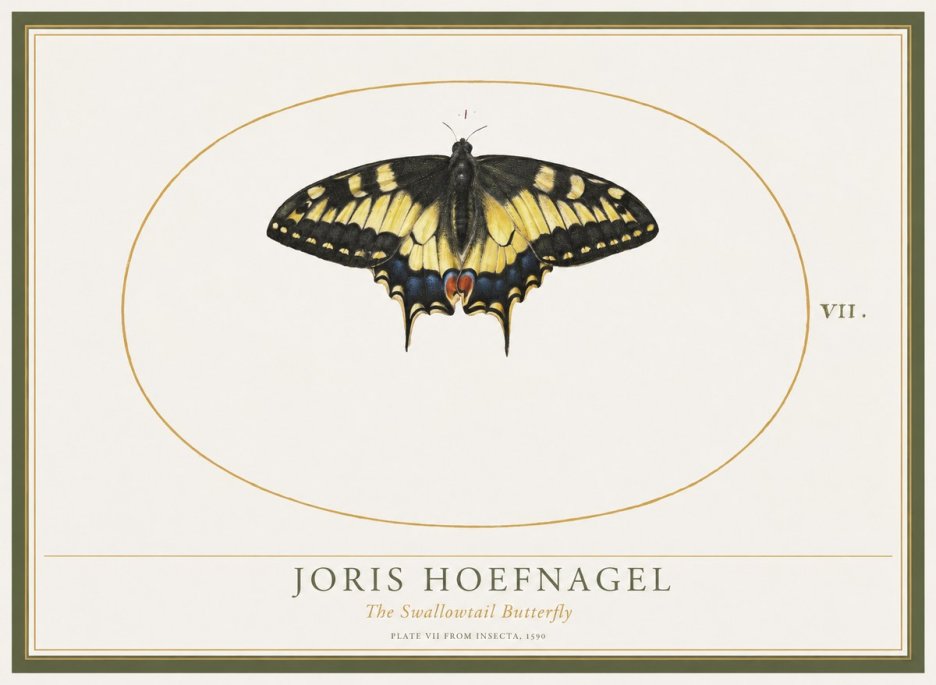Joris Hoefnagel Study of a Swallowtail Butterfly No5 - Affiche