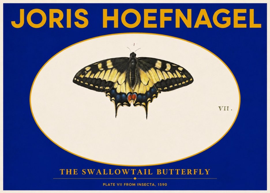 Joris Hoefnagel Study of a Swallowtail Butterfly No6 - Affiche