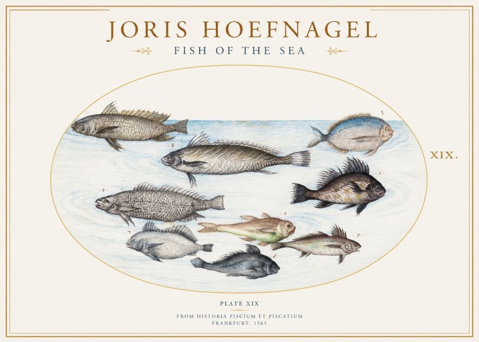 Joris Hoefnagel Fish of the Sea No1 - Affiche