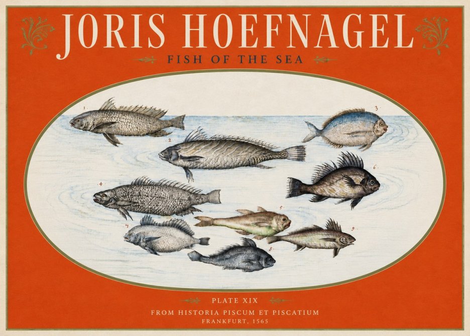 Joris Hoefnagel Fish of the Sea No3 - Affiche