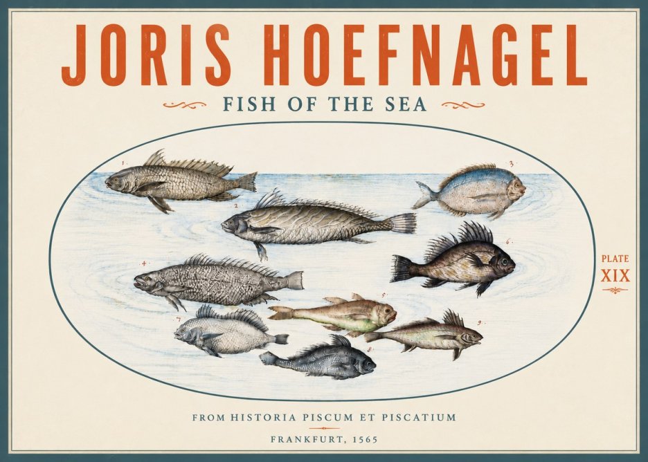 Joris Hoefnagel Fish of the Sea No5 - Affiche