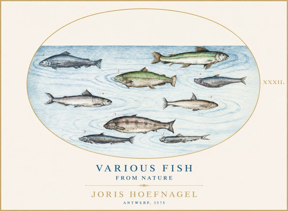 Joris Hoefnagel Various Fish from Nature No1 - Affiche