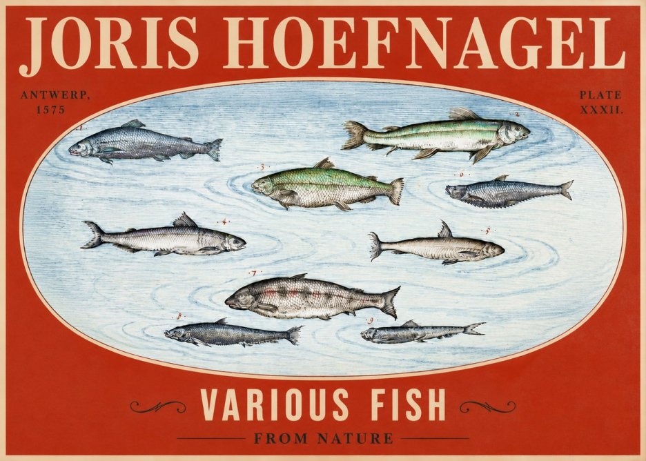 Joris Hoefnagel Various Fish from Nature No2 - Affiche