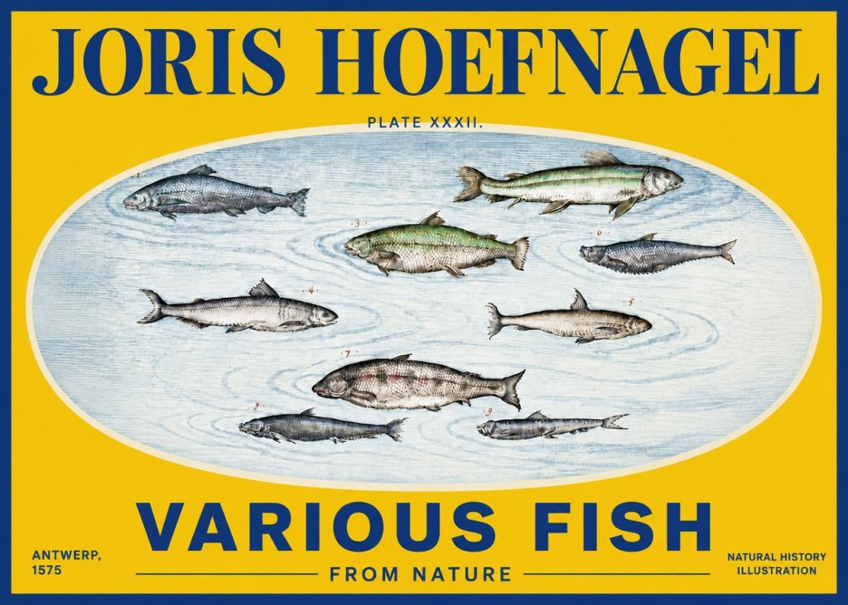 Joris Hoefnagel Various Fish from Nature No4 - Affiche