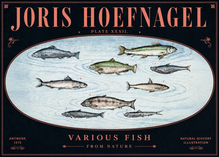 Joris Hoefnagel Various Fish from Nature No5 - Affiche