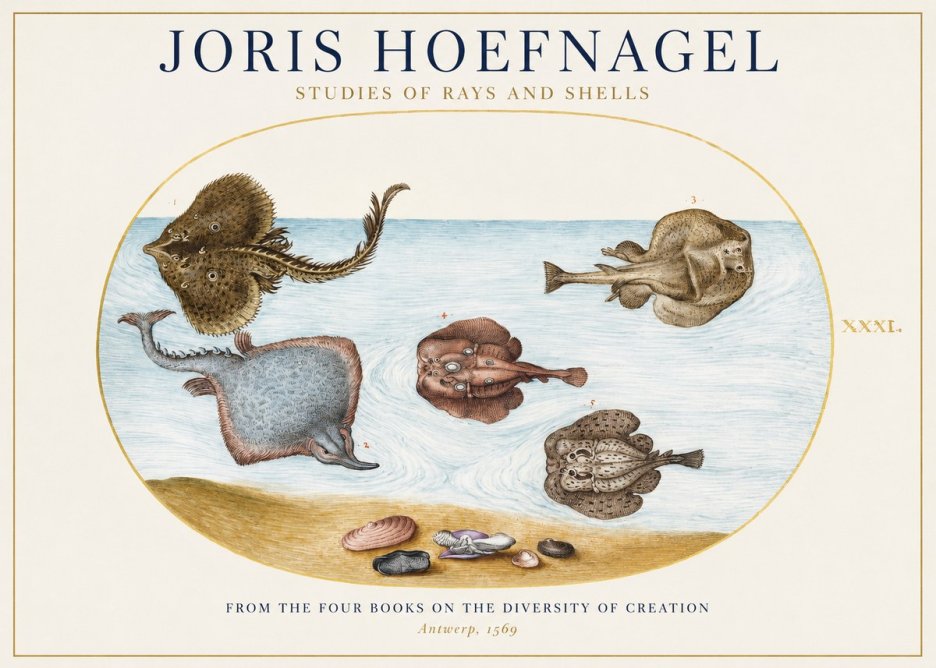 Joris Hoefnagel Studies of Rays and Shells No1 - Affiche
